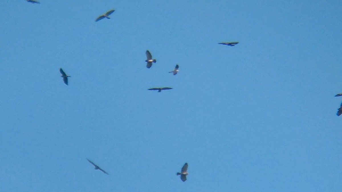 Mississippi Kite - ML373578281