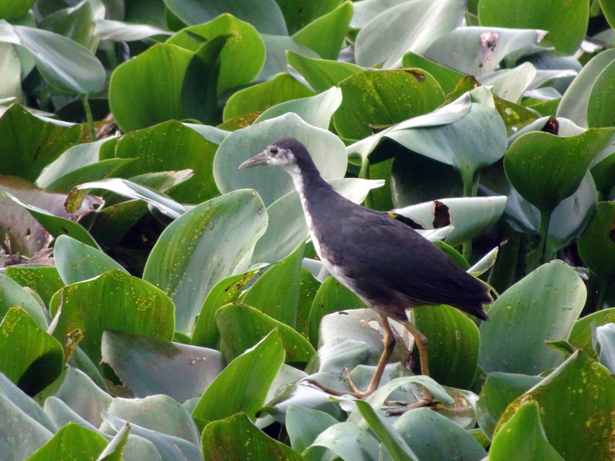 Bronze-winged Jacana - ML373578701