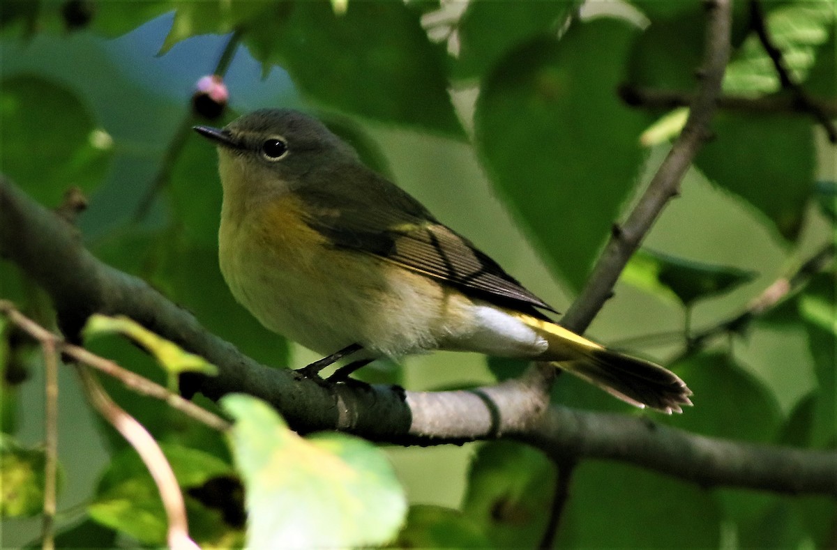 סבכון חכלילי - ML373579321