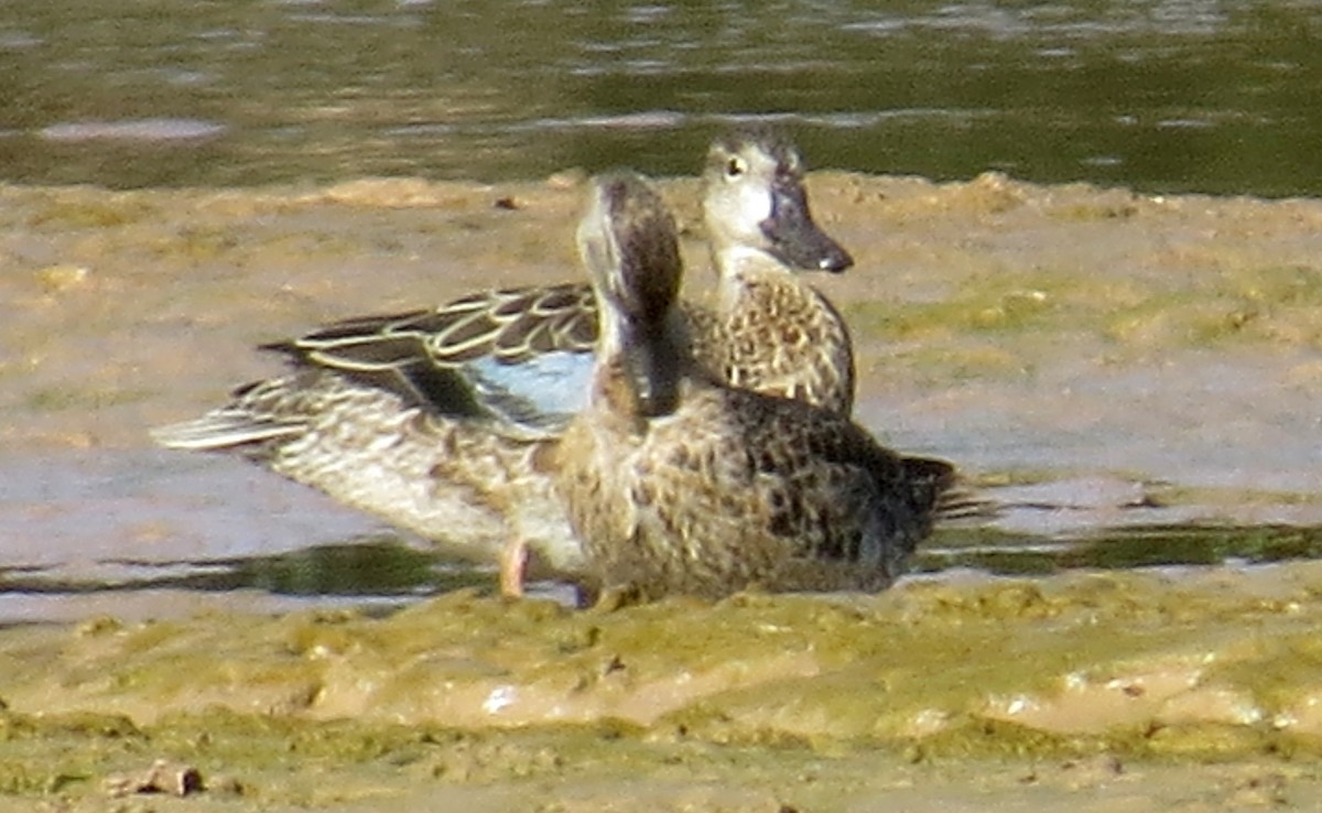 Blue-winged Teal - ML373580491