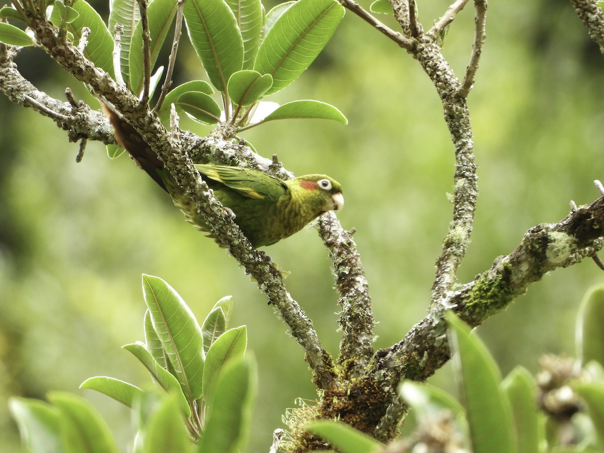 Conure de Hoffmann - ML373580801