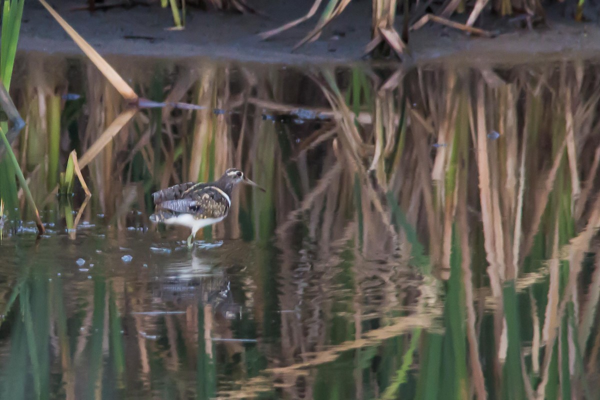 Australian Painted-Snipe - ML37358081