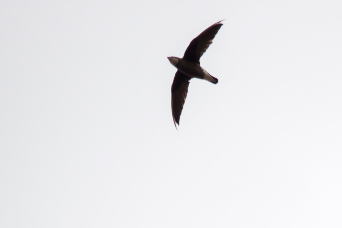 White-throated Needletail - ML37358231