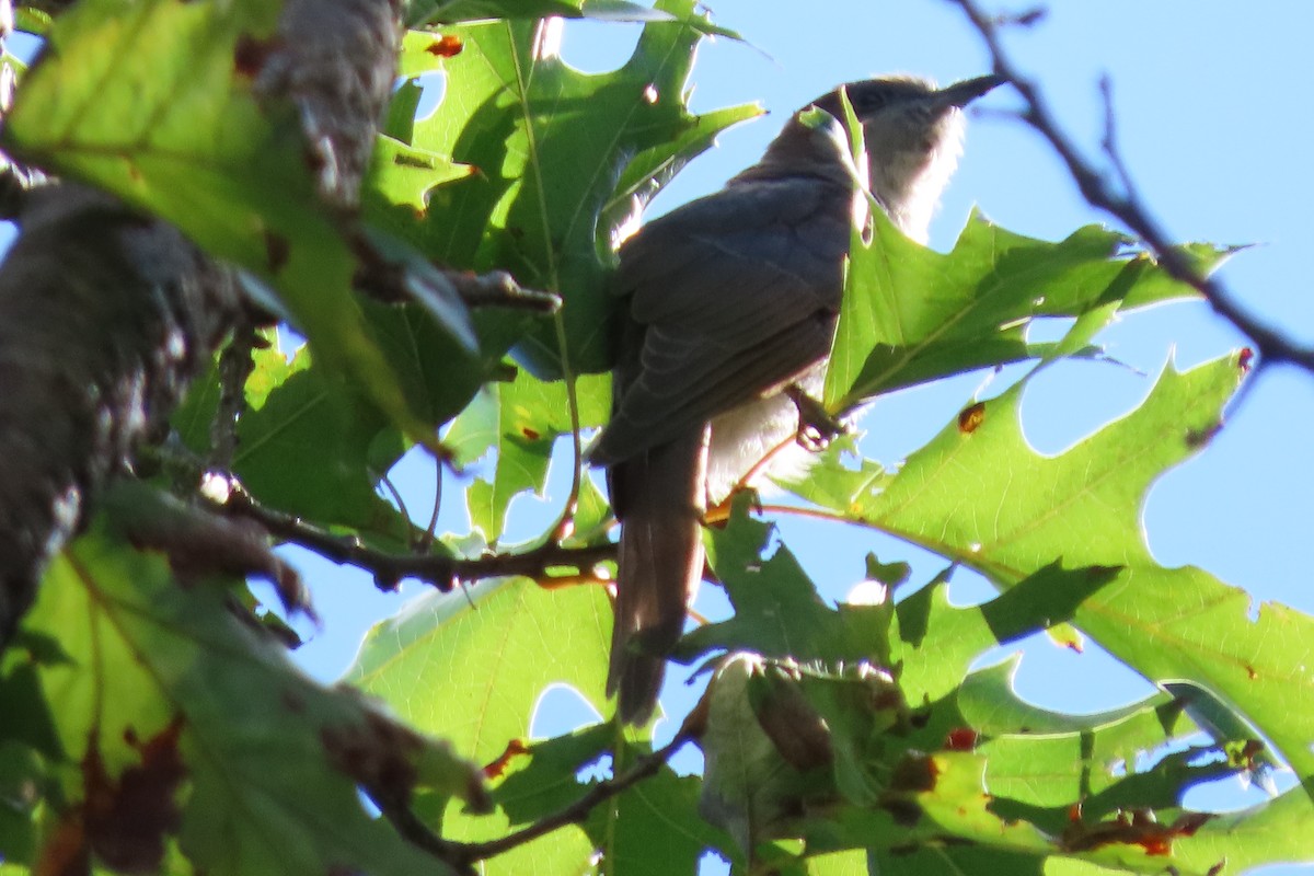 Black-billed Cuckoo - ML373582321