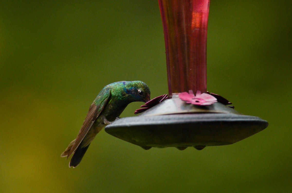 Mexican Violetear - Nathaniel Sharp