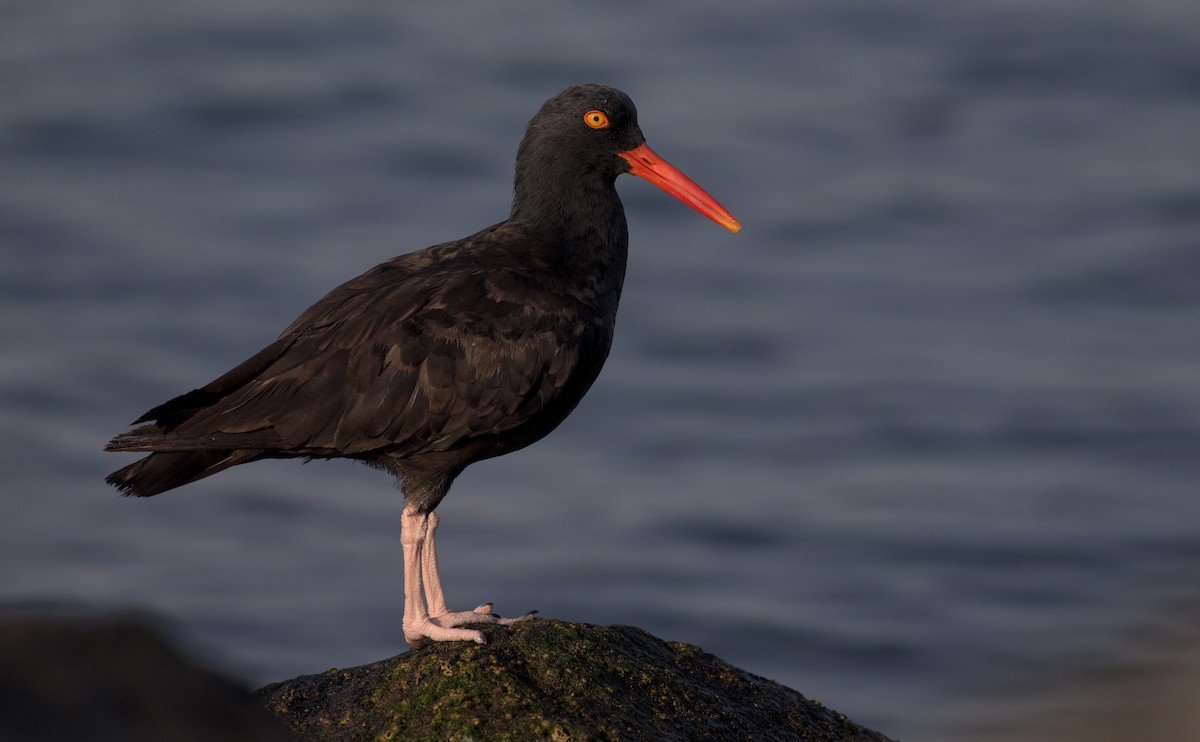 Black Oystercatcher - ML373583121