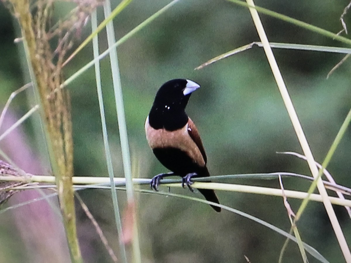 Tricolored x Chestnut Munia (hybrid) - ML373584211