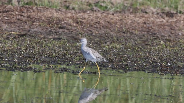 Greater Yellowlegs - ML373584871