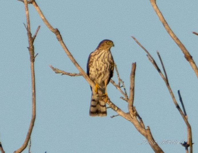 Sharp-shinned Hawk - ML373584991