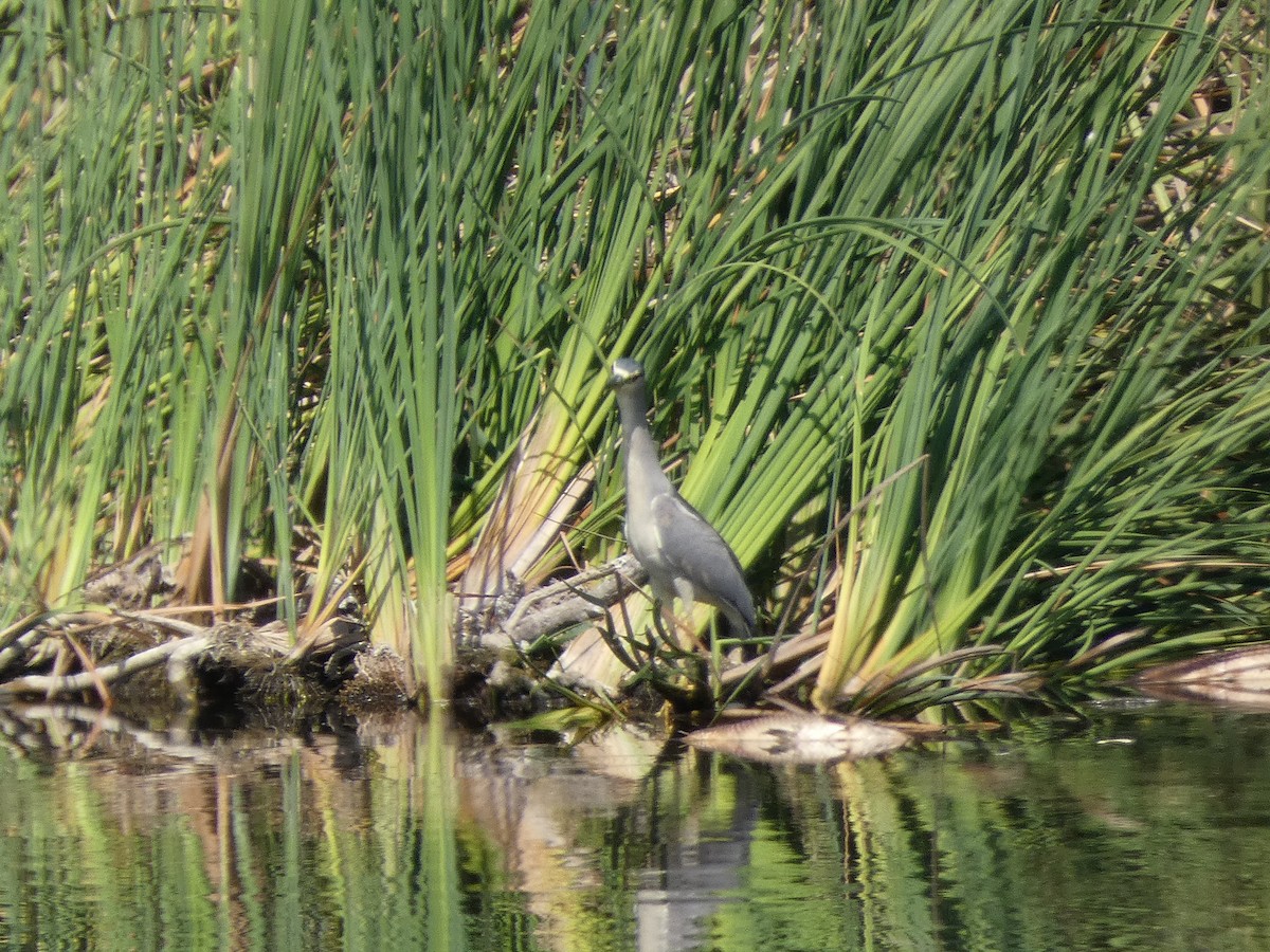 Black-crowned Night Heron - ML373589211