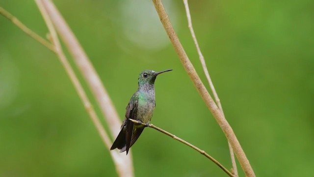 Blue-chested Hummingbird - ML373589861