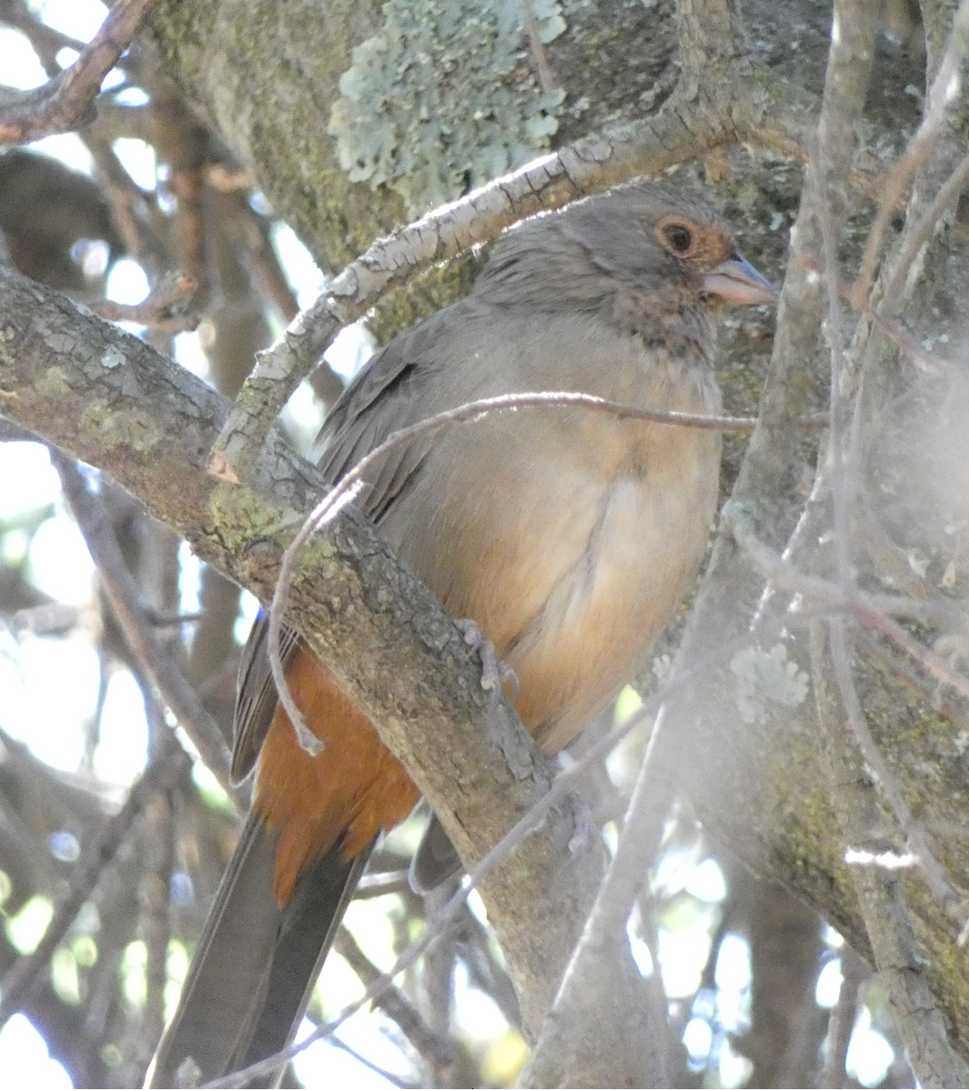 California Towhee - ML373591391