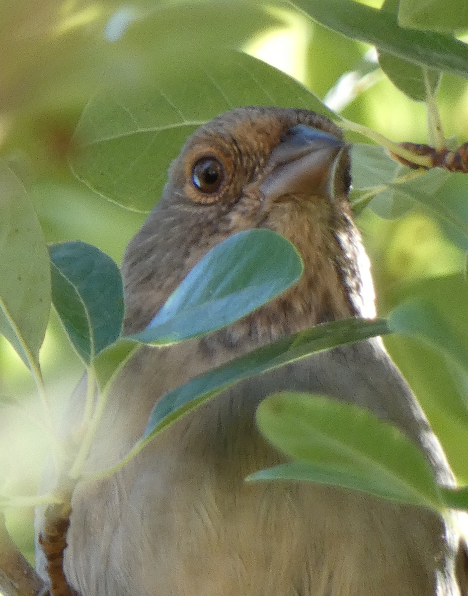 California Towhee - ML373591441