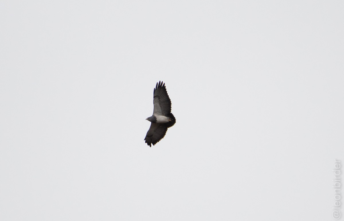 Black-chested Buzzard-Eagle - ML373594581