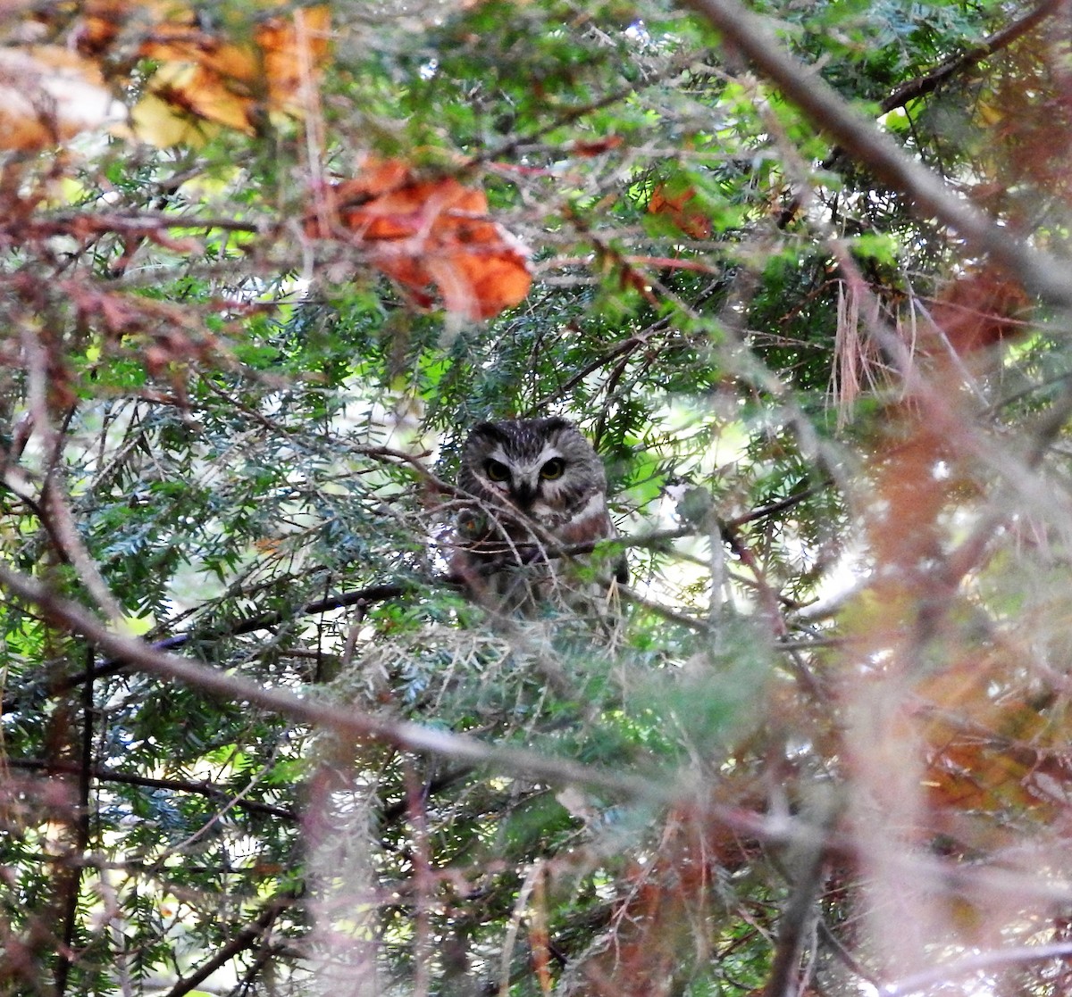 Northern Saw-whet Owl - ML37359651