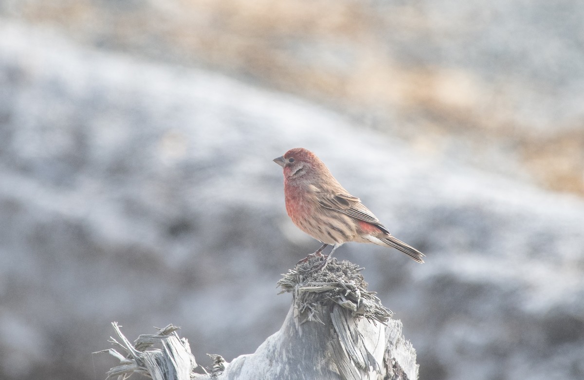 House Finch - ML373597991