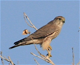 Merlin - ML373598541