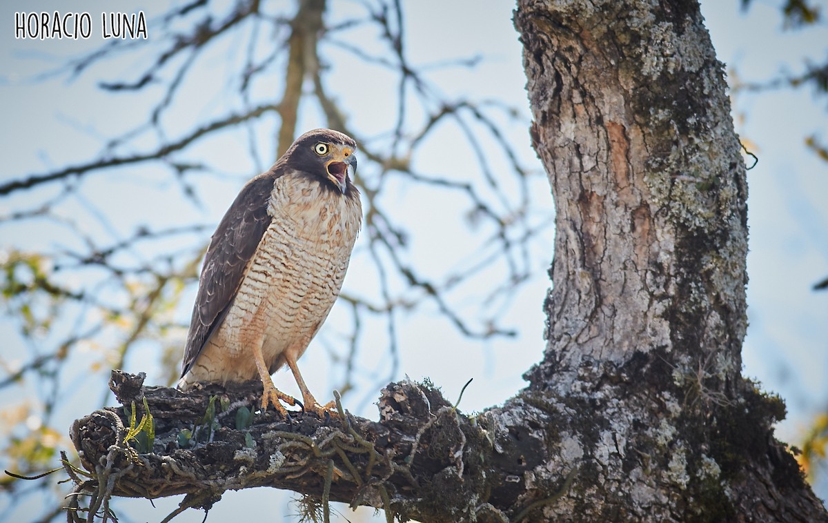 Roadside Hawk - ML373599451