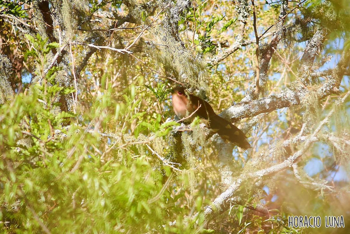 Squirrel Cuckoo - ML373599611