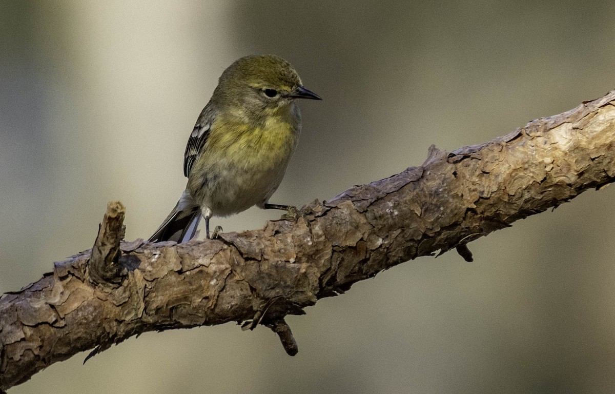 Pine Warbler - ML373601751