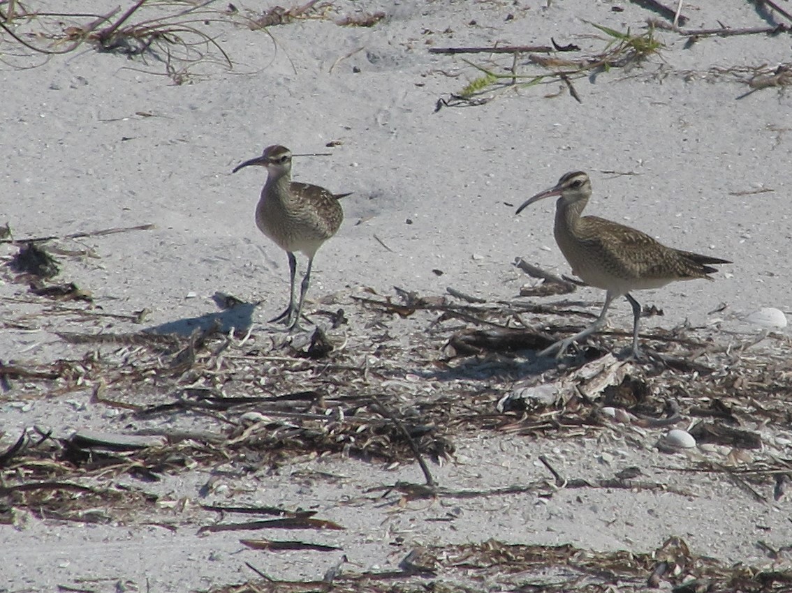 Whimbrel - ML373602421