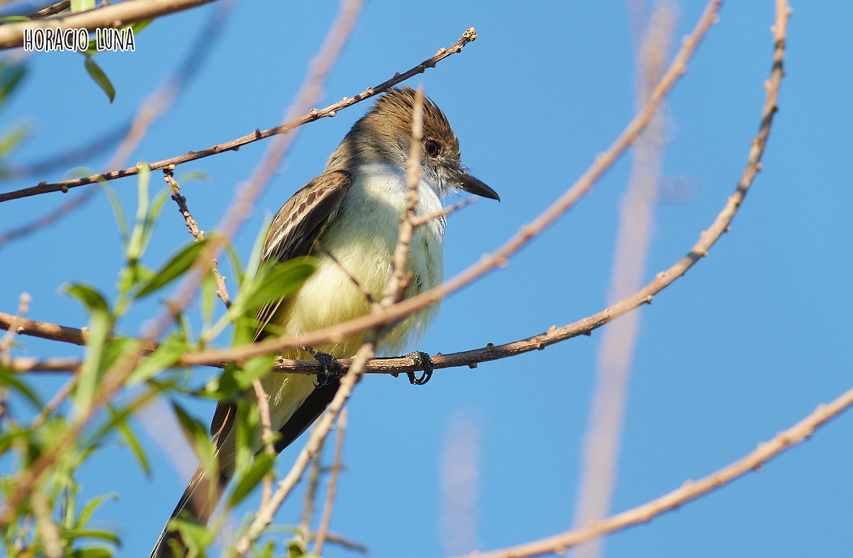 Brown-crested Flycatcher - ML373602431