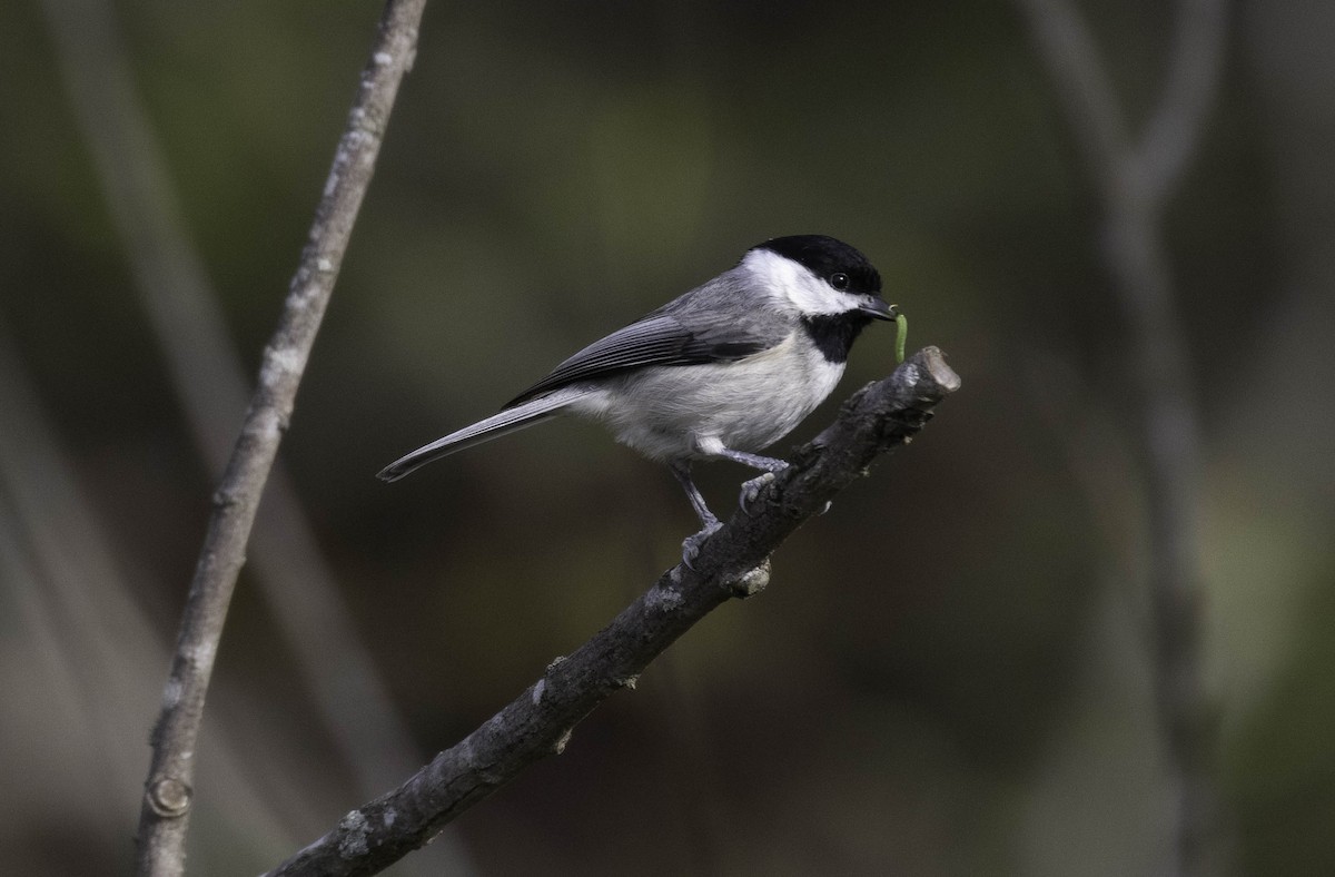 Carolina Chickadee - ML373602441