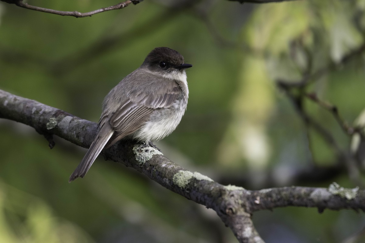Eastern Phoebe - ML373602521