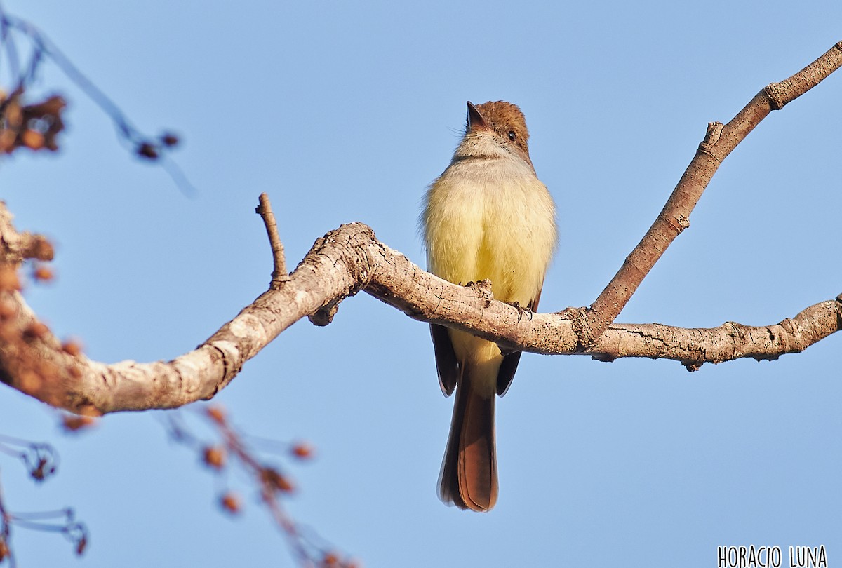 Brown-crested Flycatcher - ML373604441