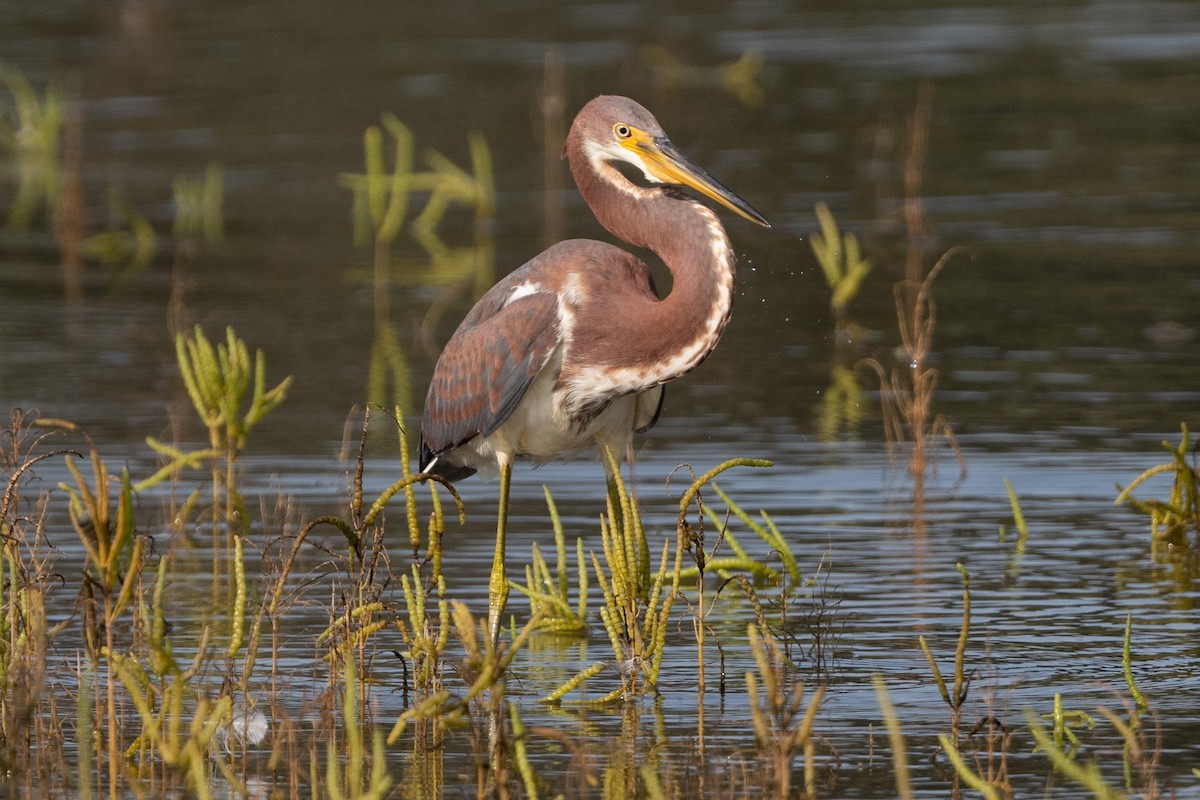 Tricolored Heron - ML373604521