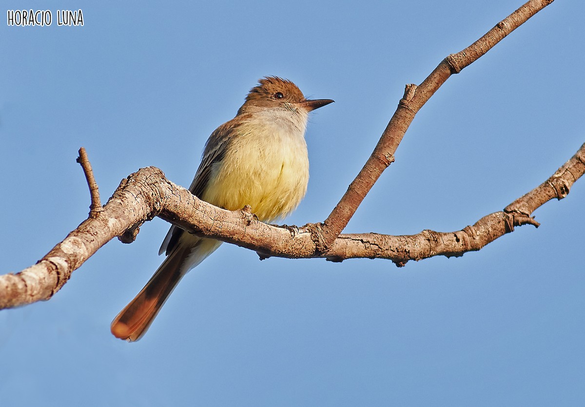 Brown-crested Flycatcher - ML373604531