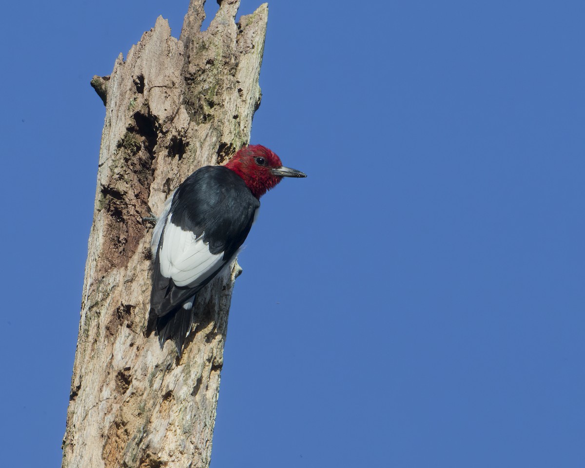 Red-headed Woodpecker - Brian Smith