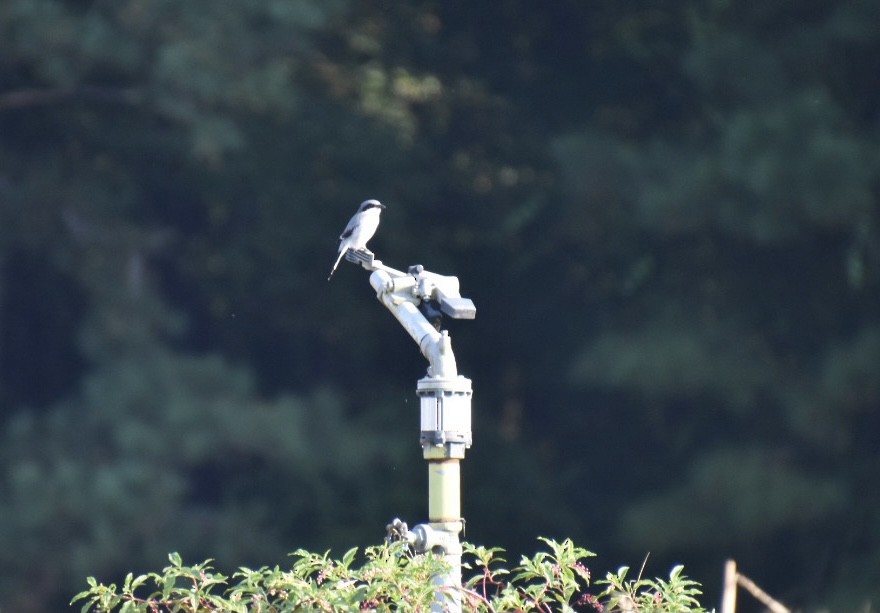 Loggerhead Shrike - ML373605401