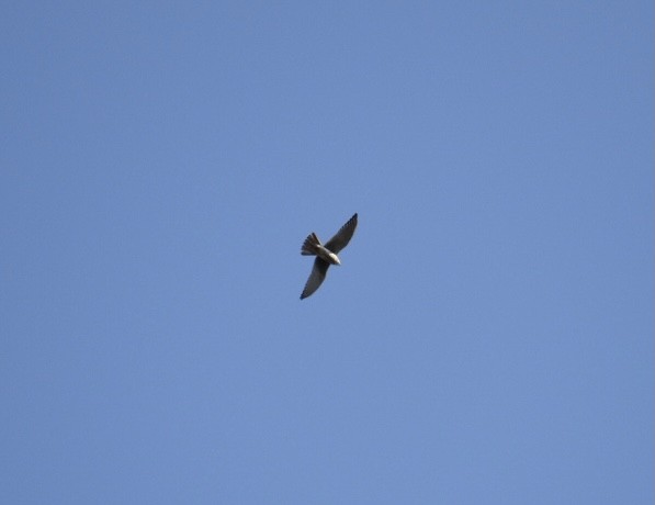 American Kestrel - ML373605511