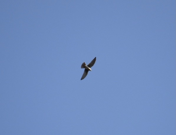 American Kestrel - ML373605511