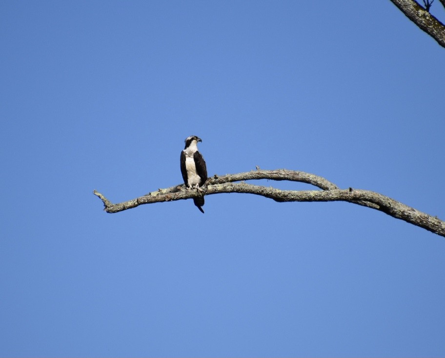 Osprey - Duncan  Fraser