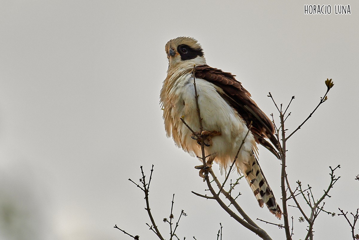 Laughing Falcon - ML373605861