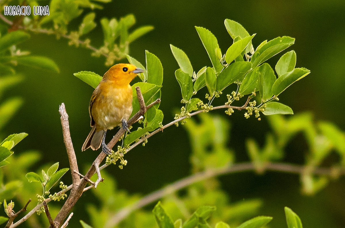 Orange-headed Tanager - ML373605941