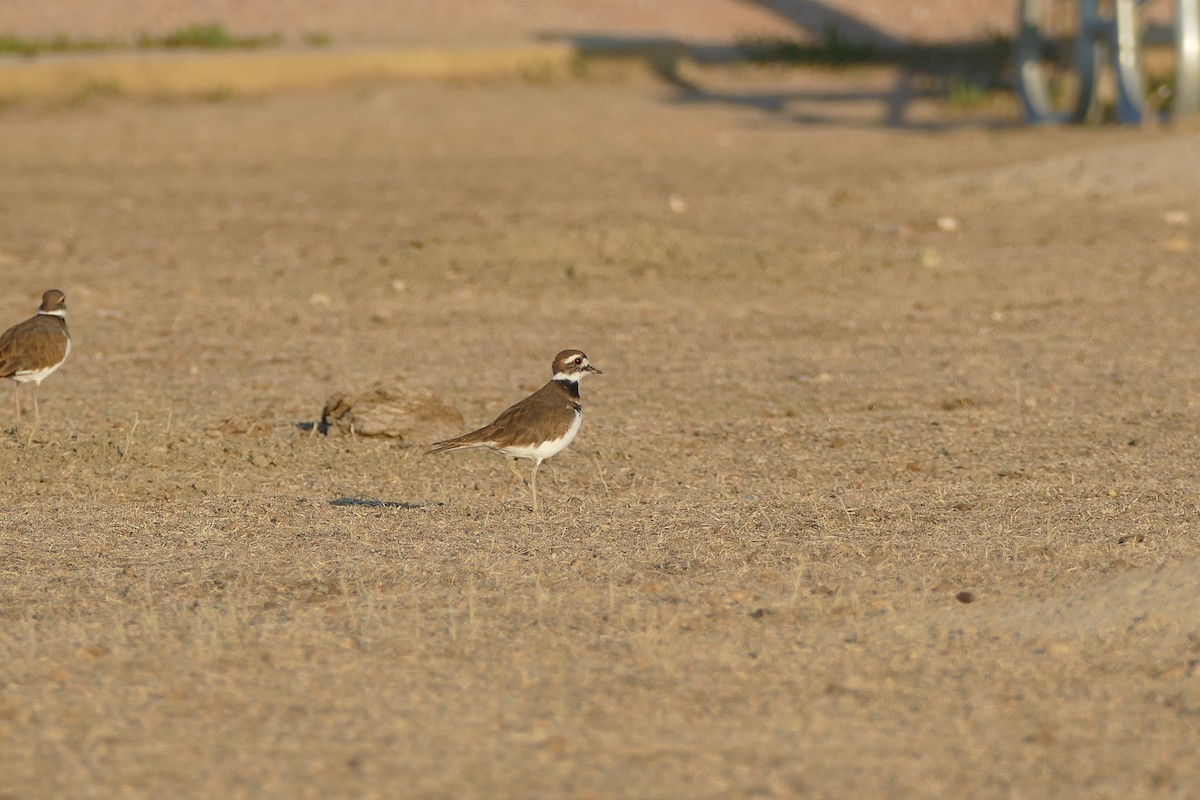 Killdeer - ML373606791