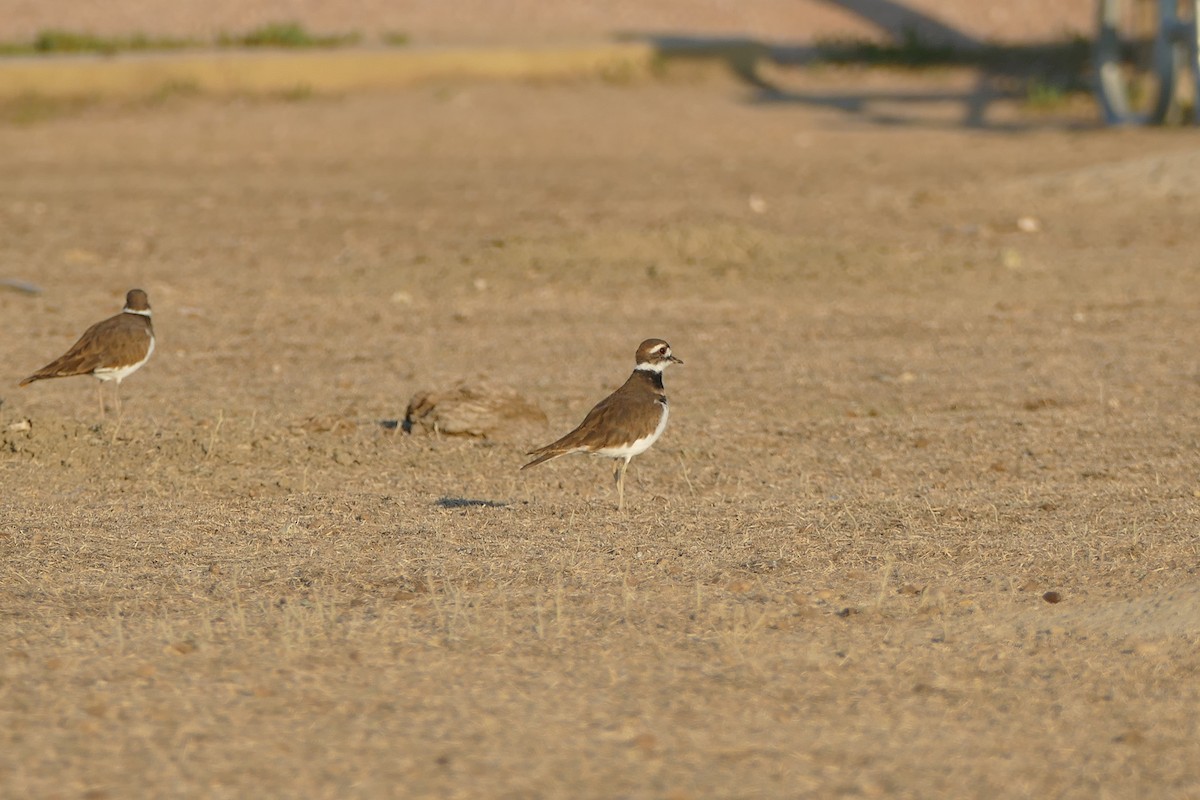 Killdeer - ML373606811