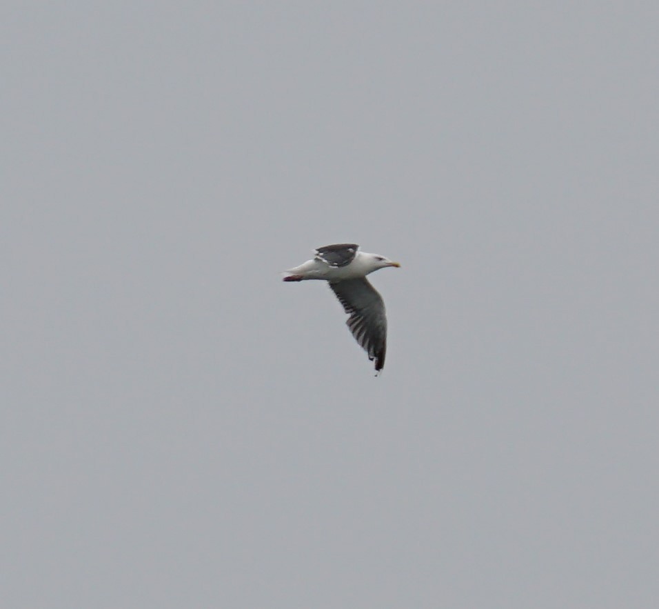 Great Black-backed Gull - Cindy & Gene Cunningham