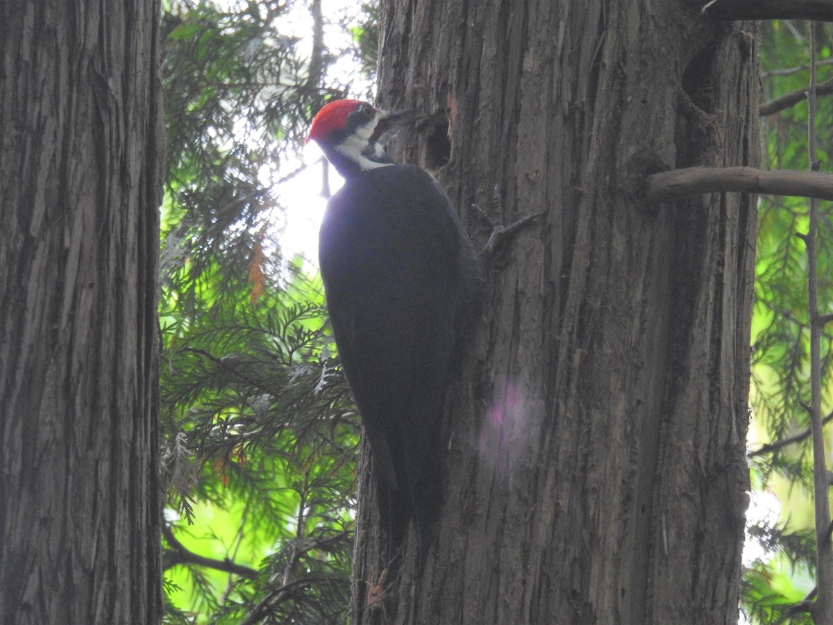 Pileated Woodpecker - ML373607371