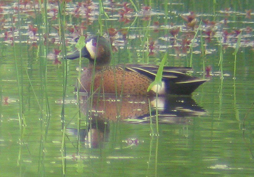 Blue-winged x Cinnamon Teal (hybrid) - ML37360741