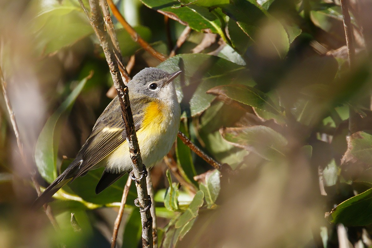 American Redstart - ML373609491