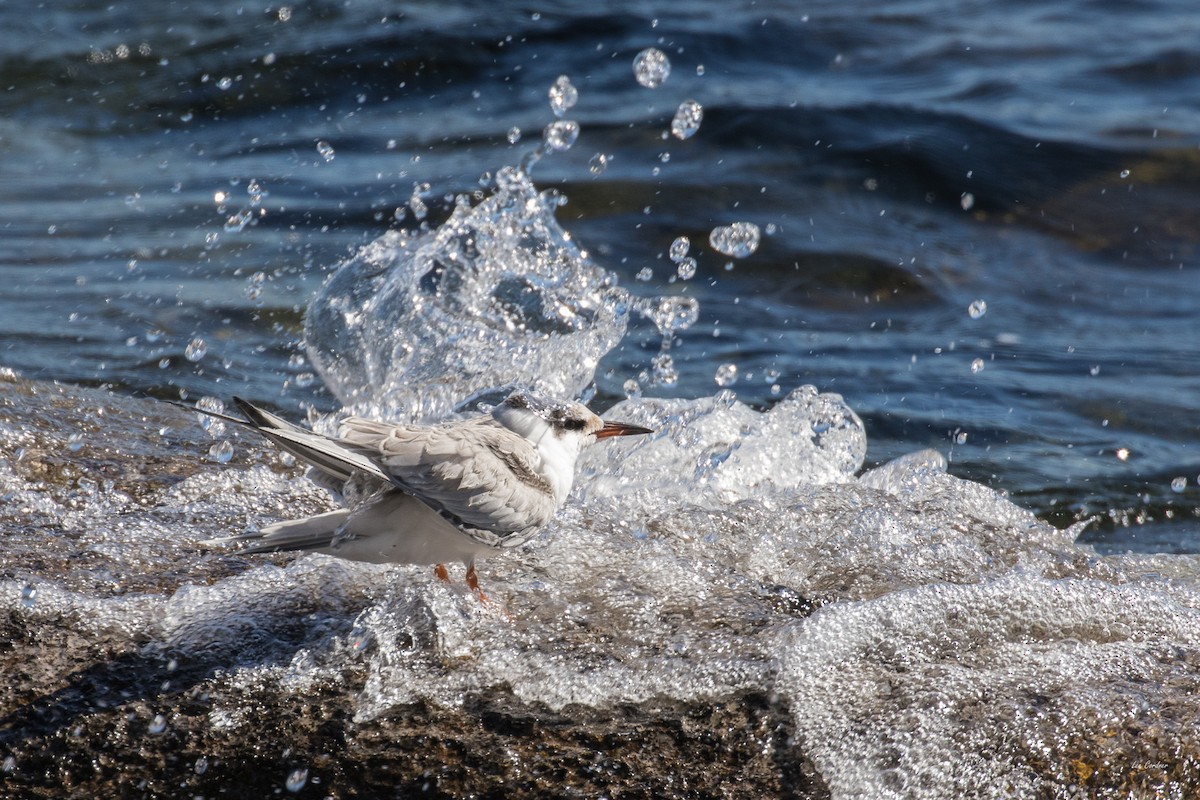 Common Tern - ML37360981