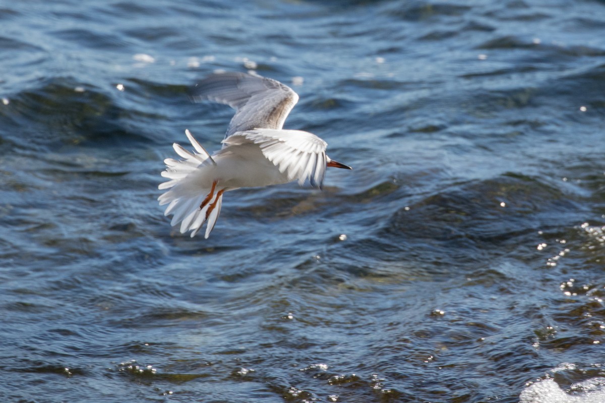 Common Tern - ML37360991
