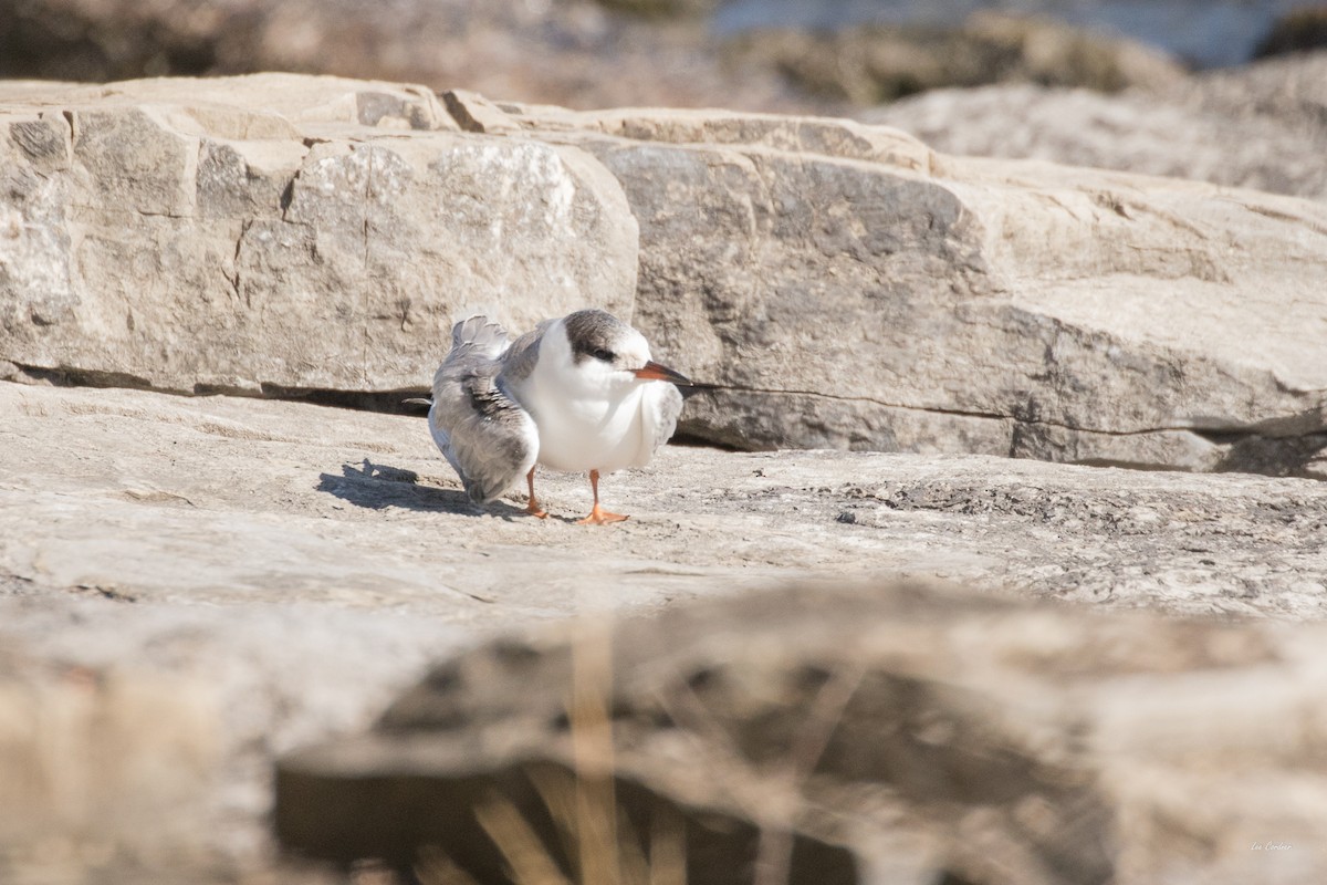 Common Tern - ML37361001