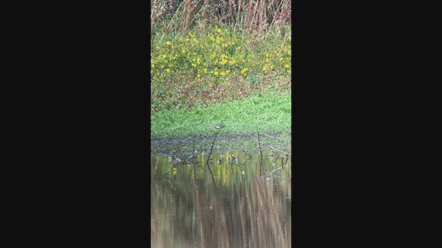 Ухаа элсэг - ML373610021
