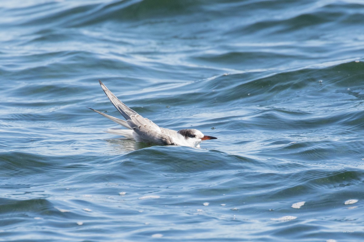 Common Tern - ML37361011