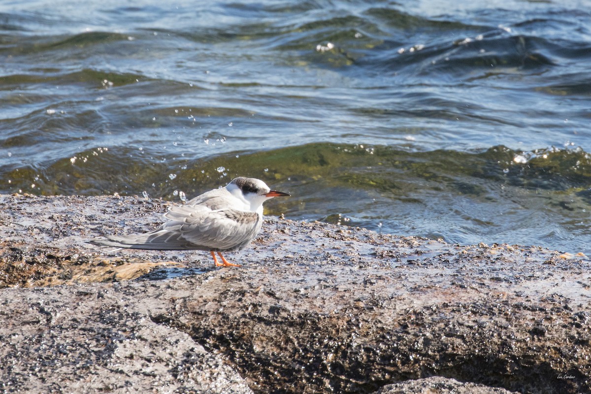 Common Tern - ML37361021